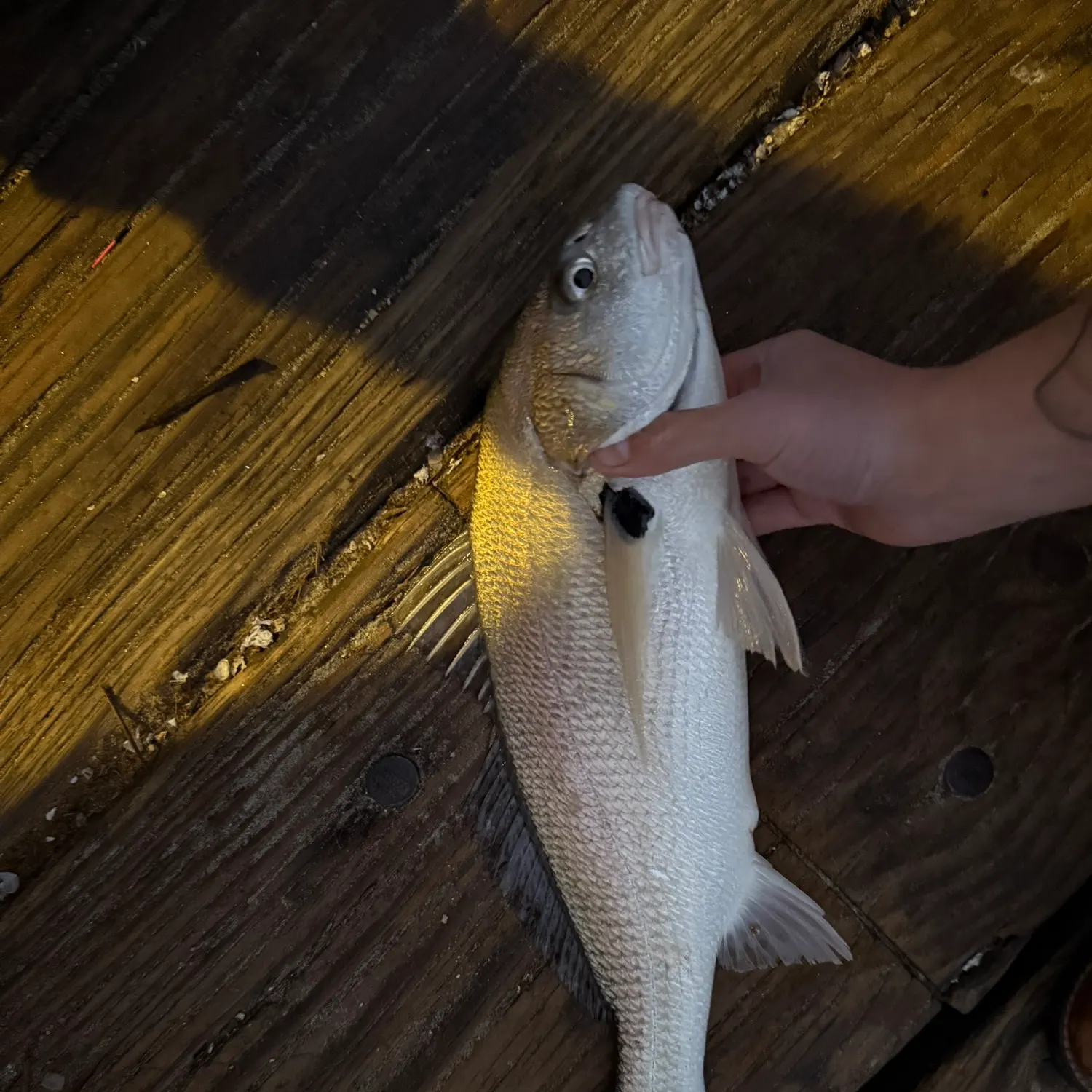 The most popular recent Spotfin croaker catch on Fishbrain