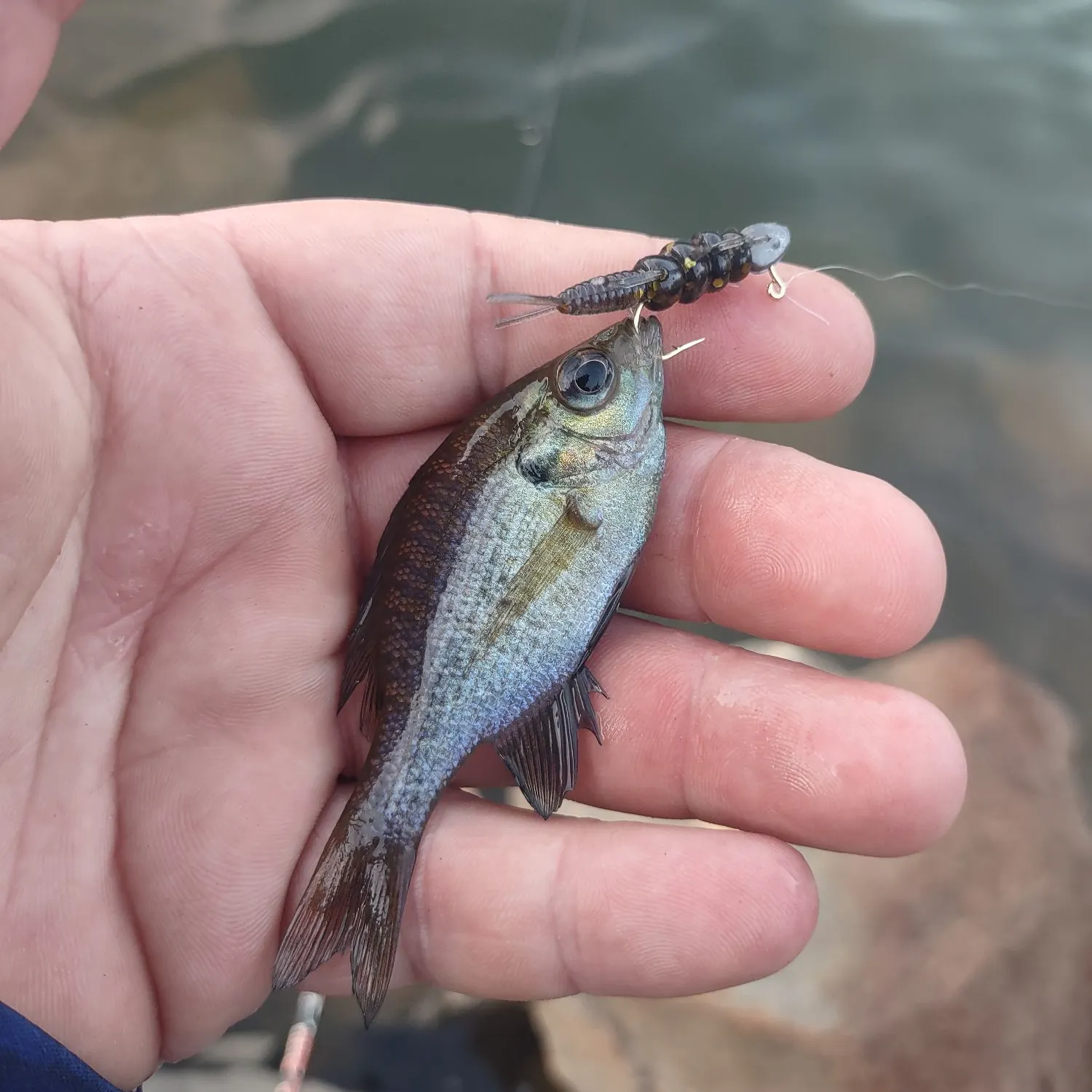 Bluegill caught on Fishbrain