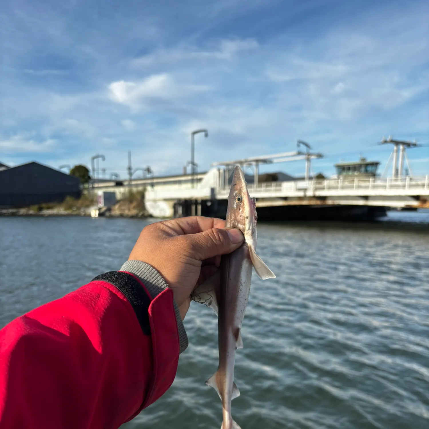 Grey smooth-hound caught on Fishbrain