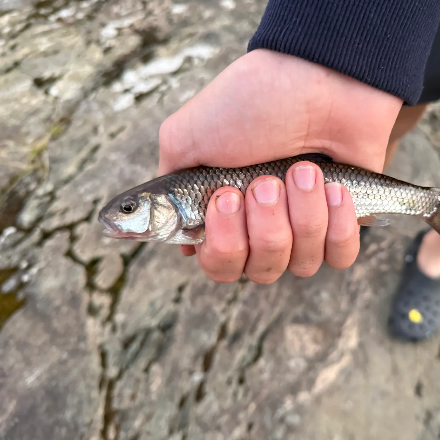 Fallfish caught on Fishbrain