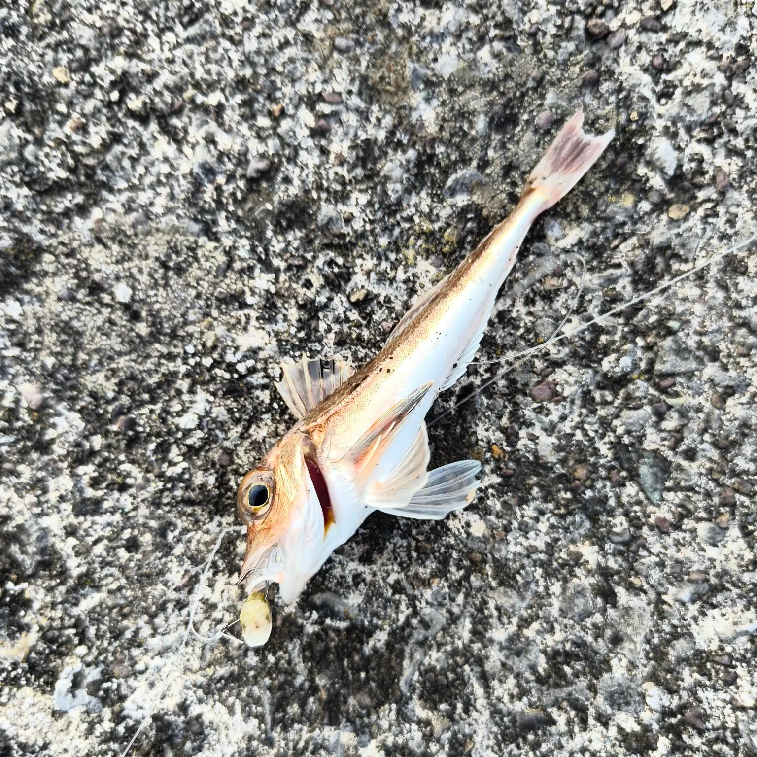 The most recent Red gurnard catches on Fishbrain
