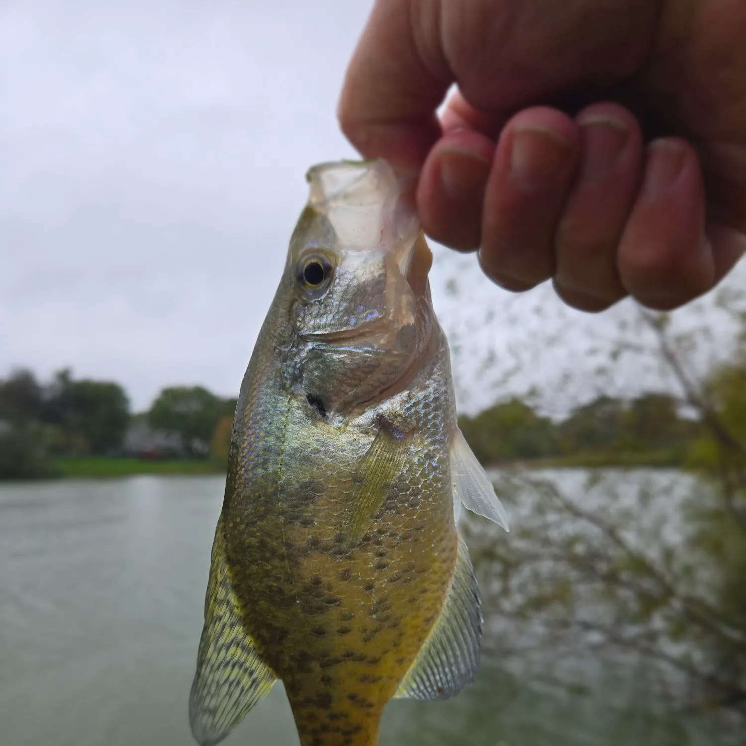 White crappie caught on Fishbrain