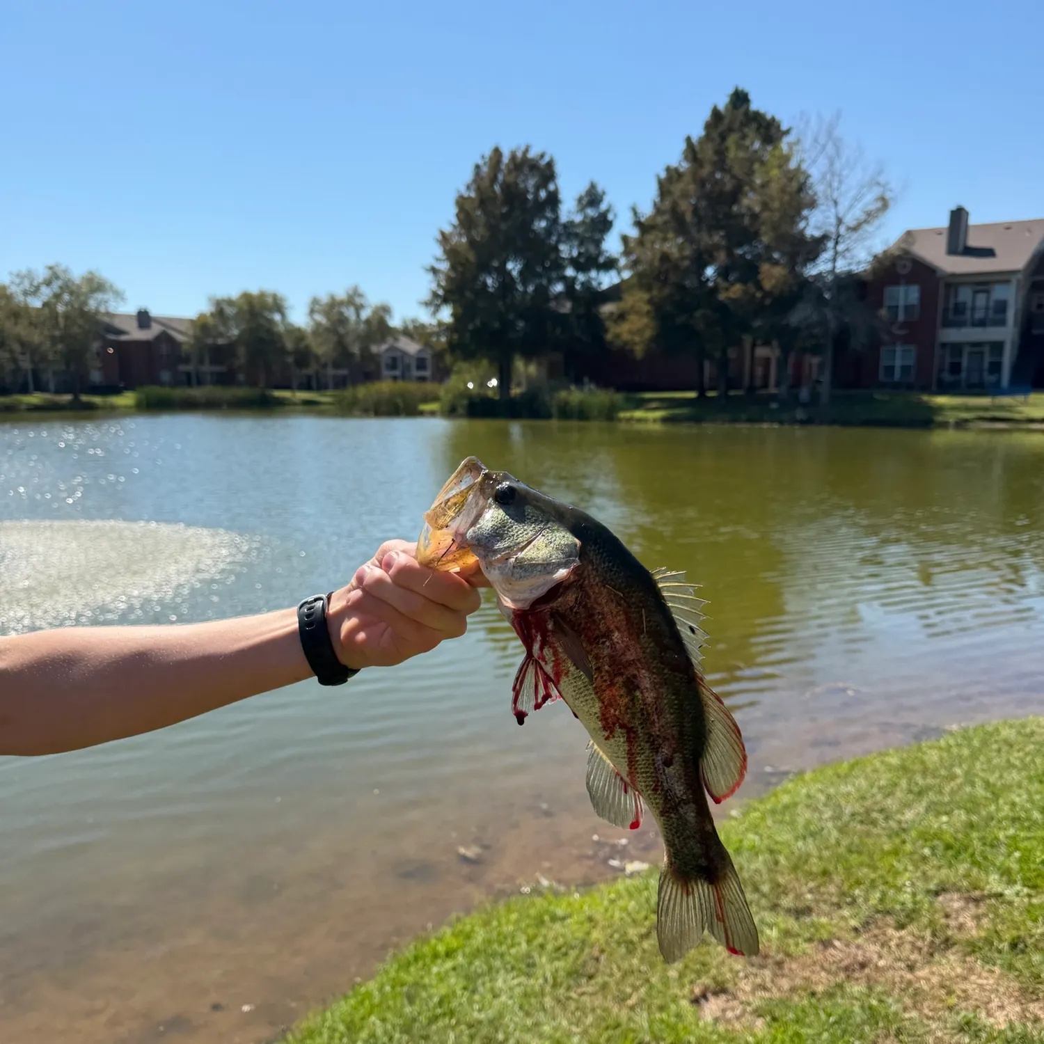 Largemouth bass caught on Fishbrain
