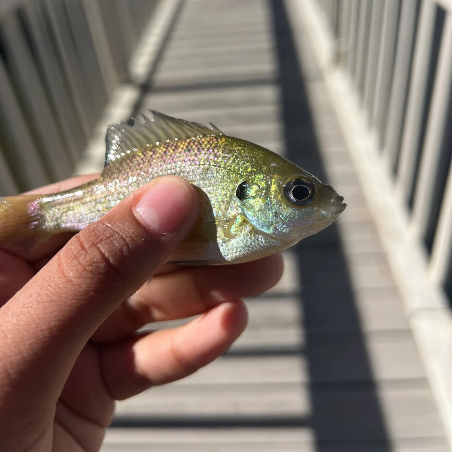 Bluegill caught on Fishbrain