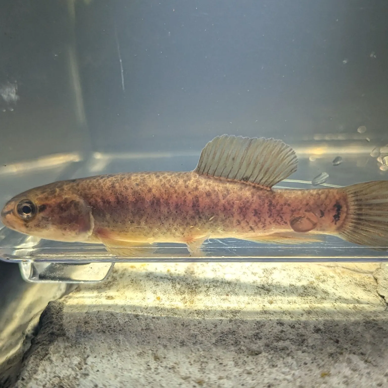 The most recent Central mudminnow catches on Fishbrain