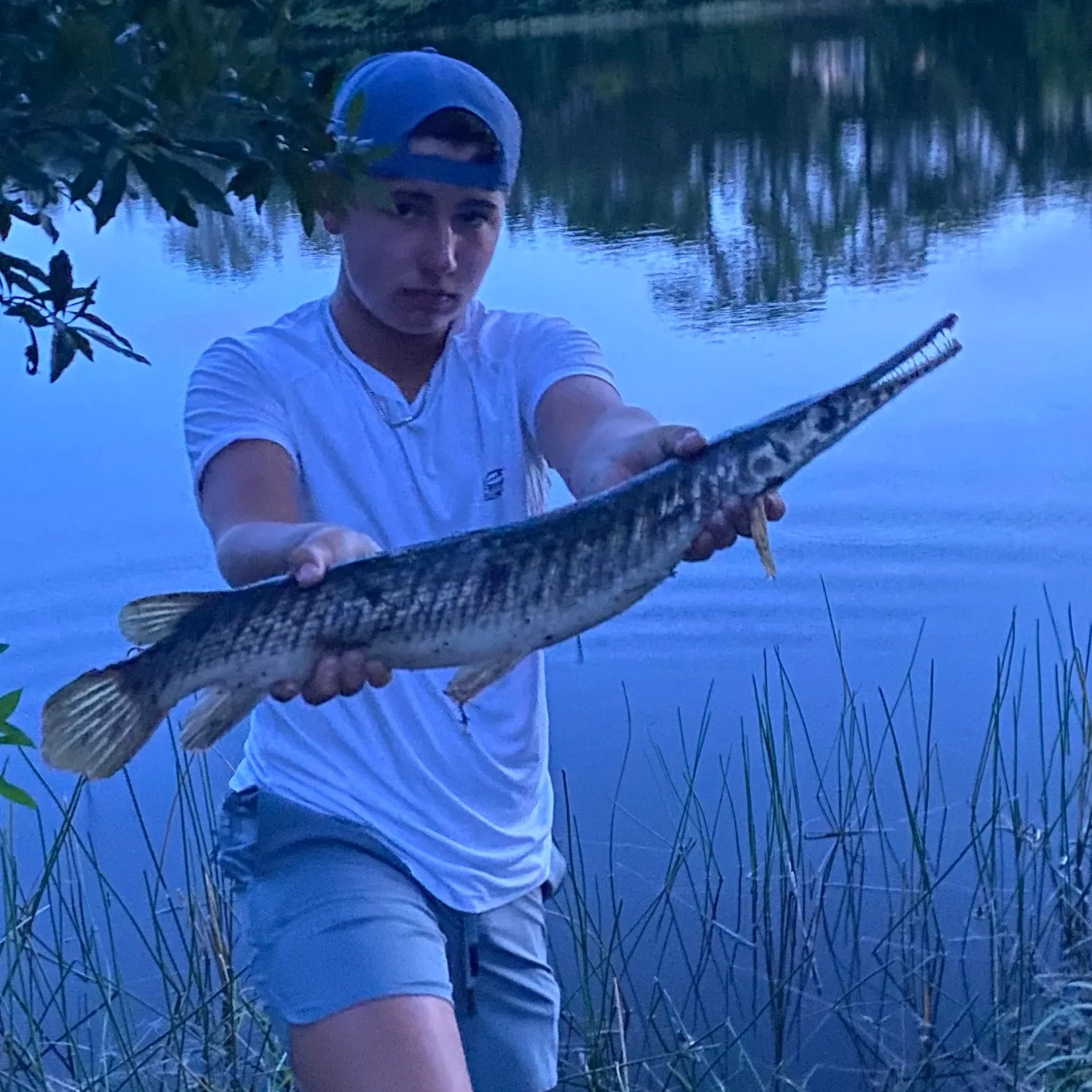 The most recent Florida gar catches on Fishbrain