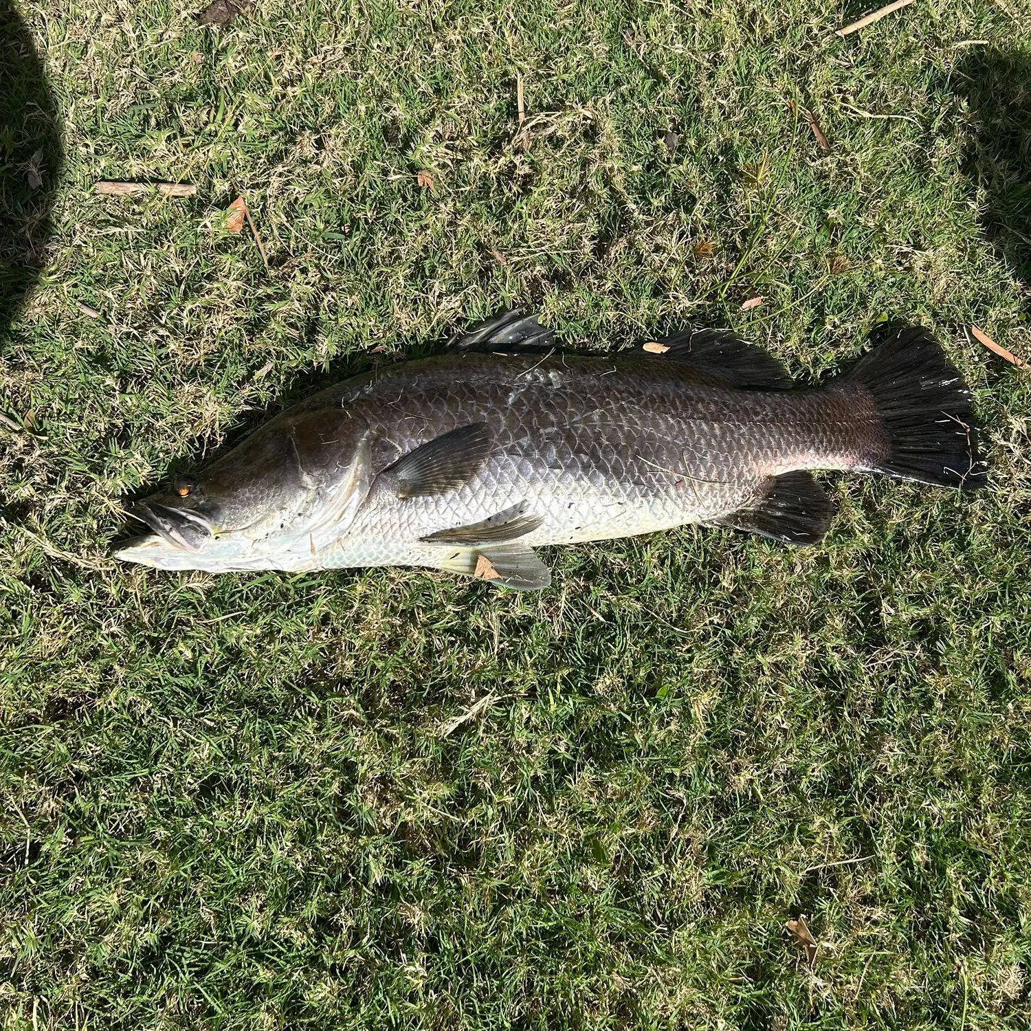 The most recent Barramundi catches on Fishbrain