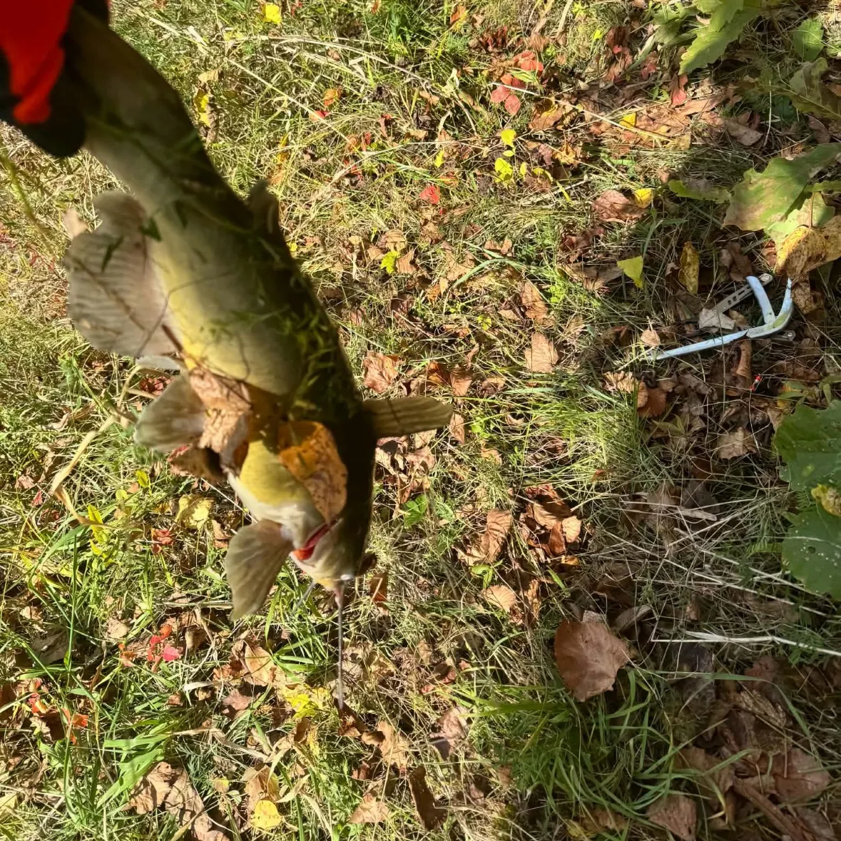 Channel catfish caught on Fishbrain