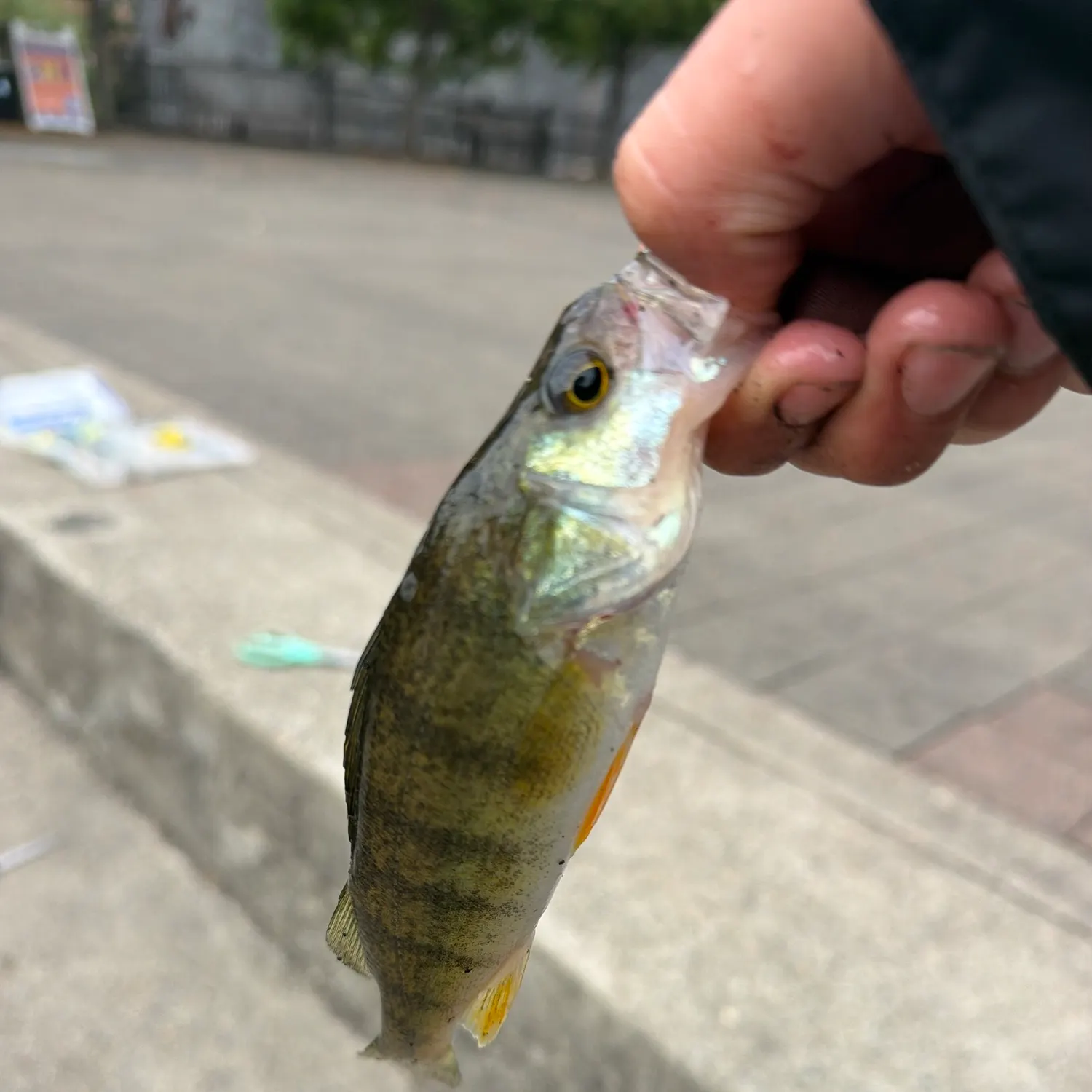 Yellow perch caught on Fishbrain
