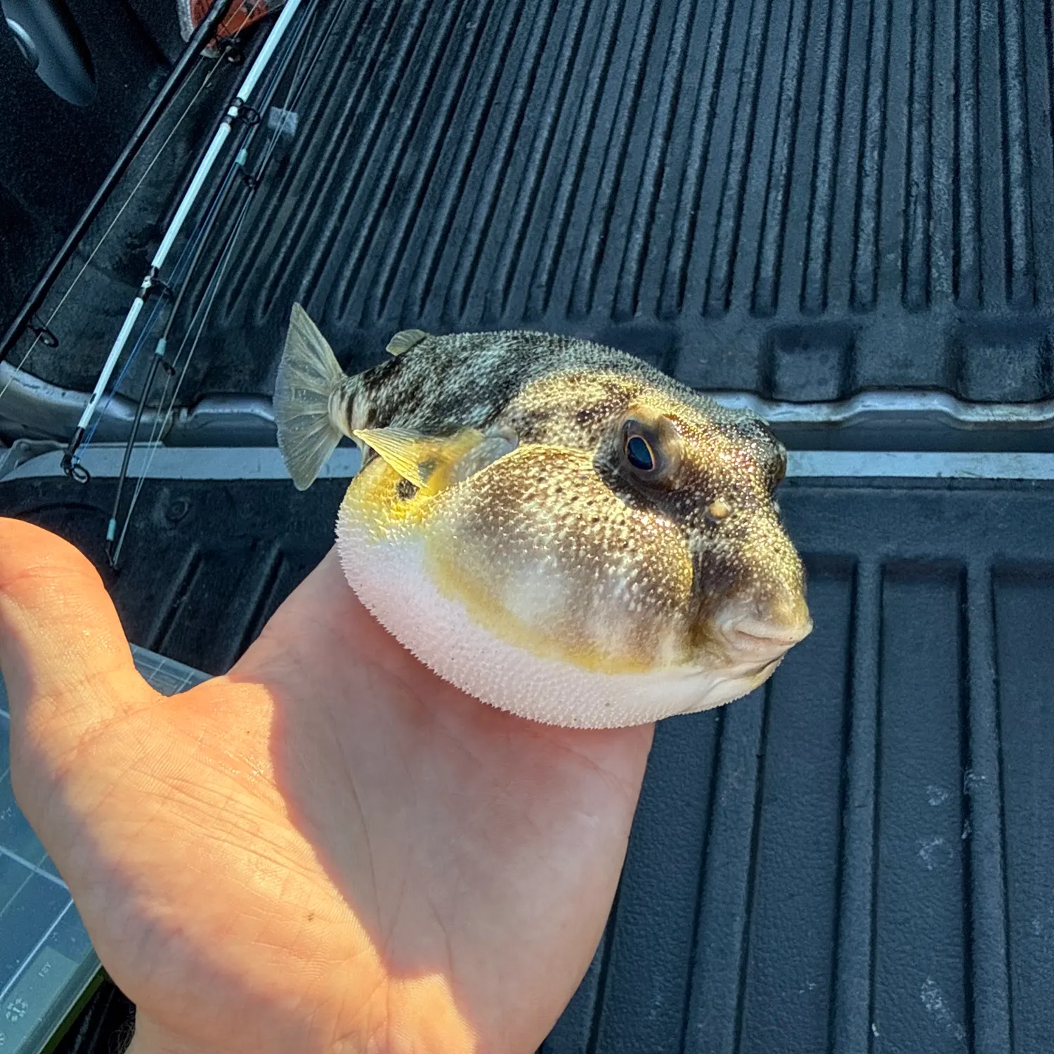 The most recent Northern puffer catches on Fishbrain