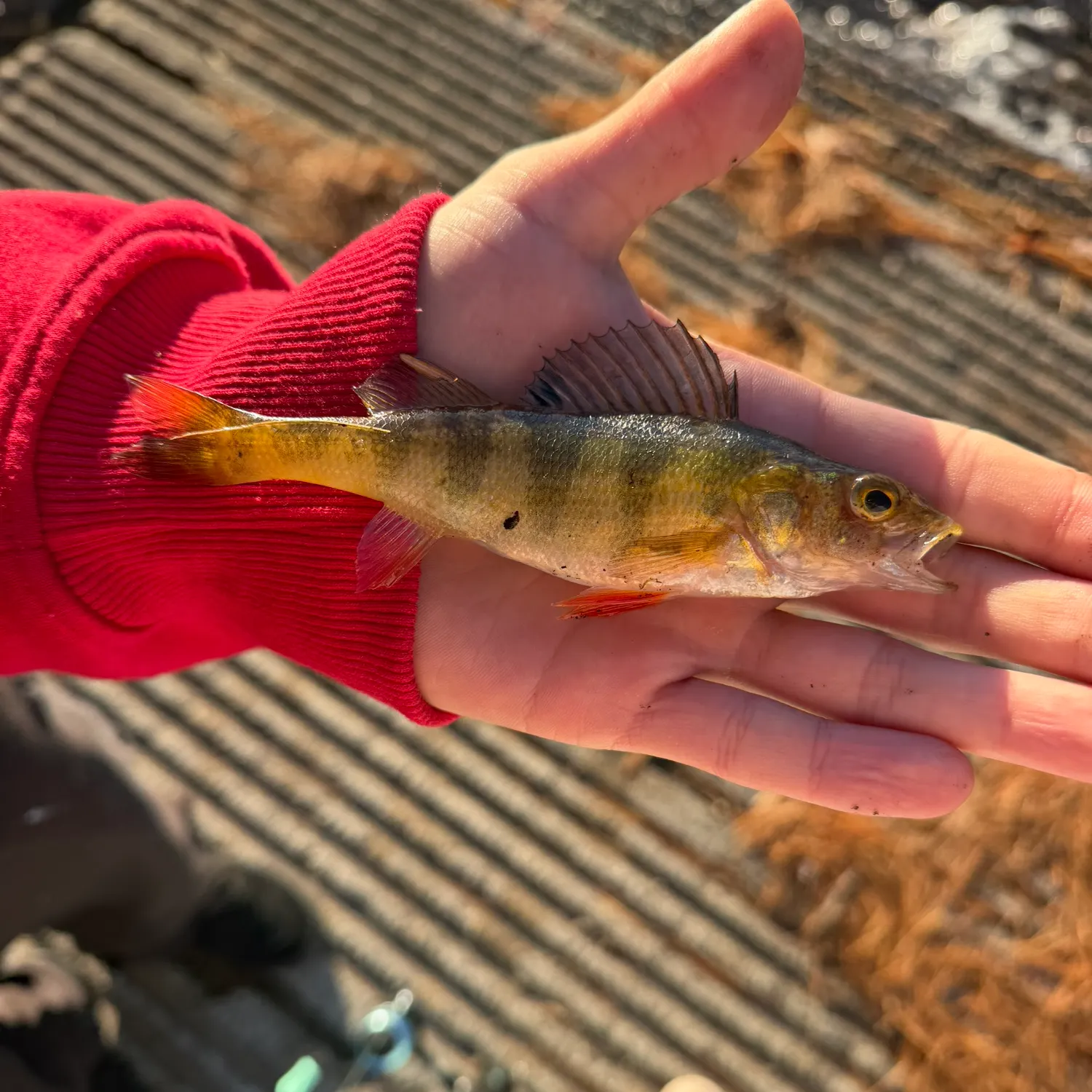 Yellow perch caught on Fishbrain