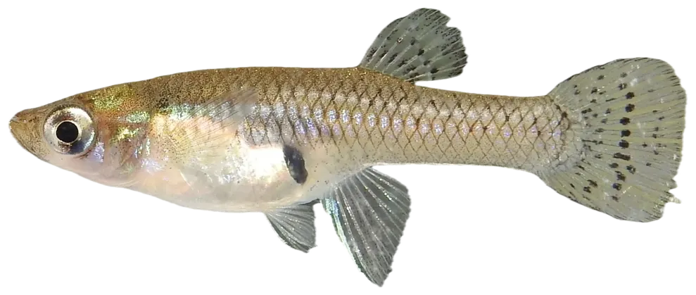 Eastern mosquitofish
