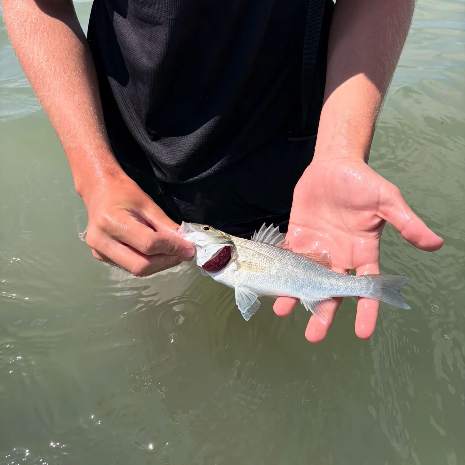 European seabass caught on Fishbrain