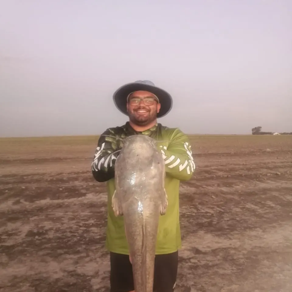The most recent North African catfish catches on Fishbrain