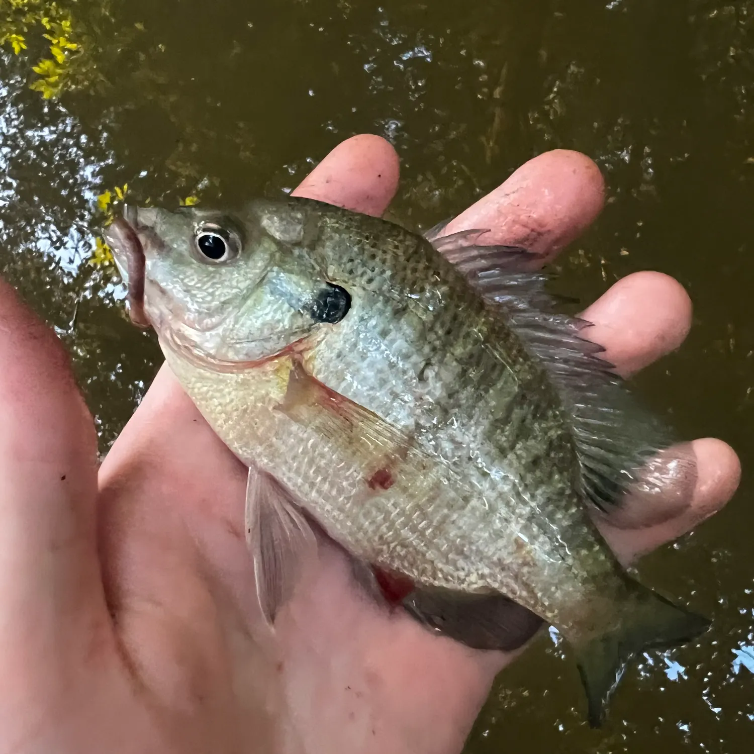 Bluegill caught on Fishbrain