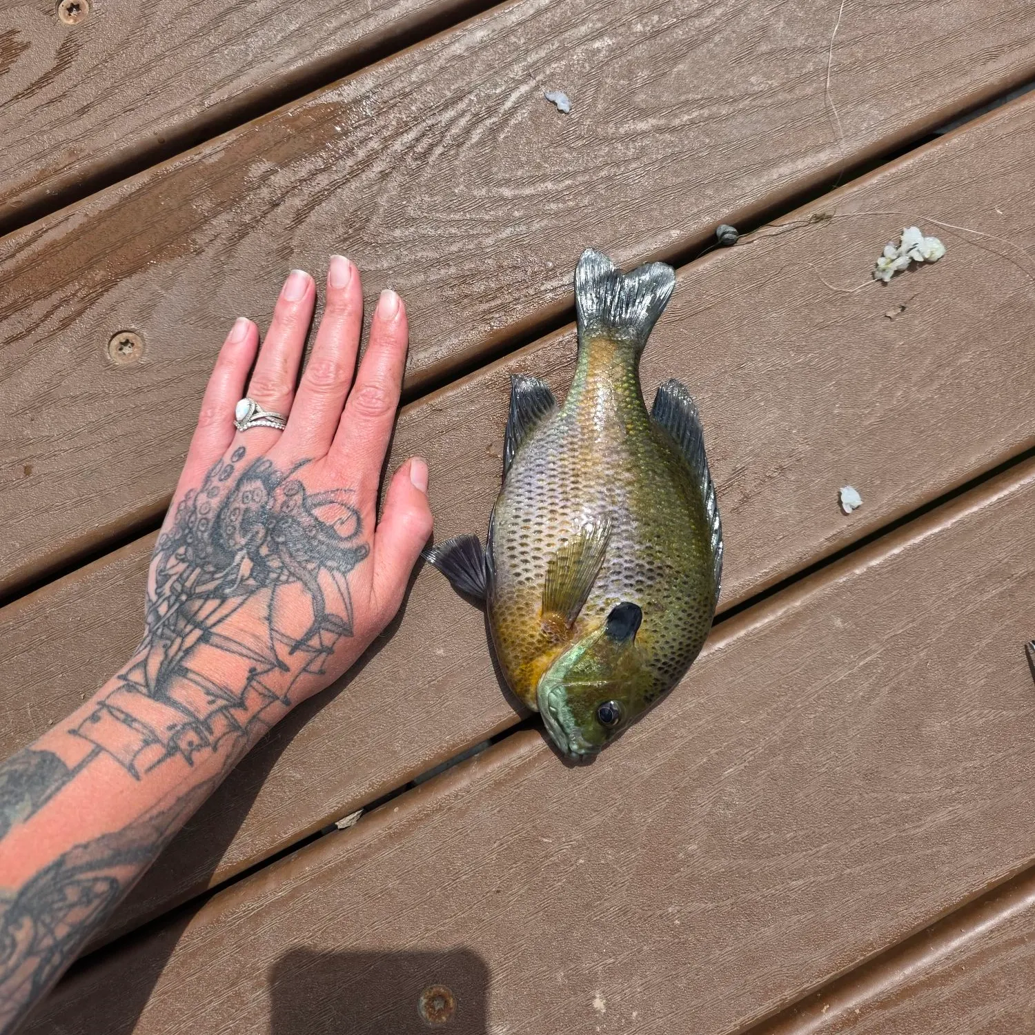 recently logged catches