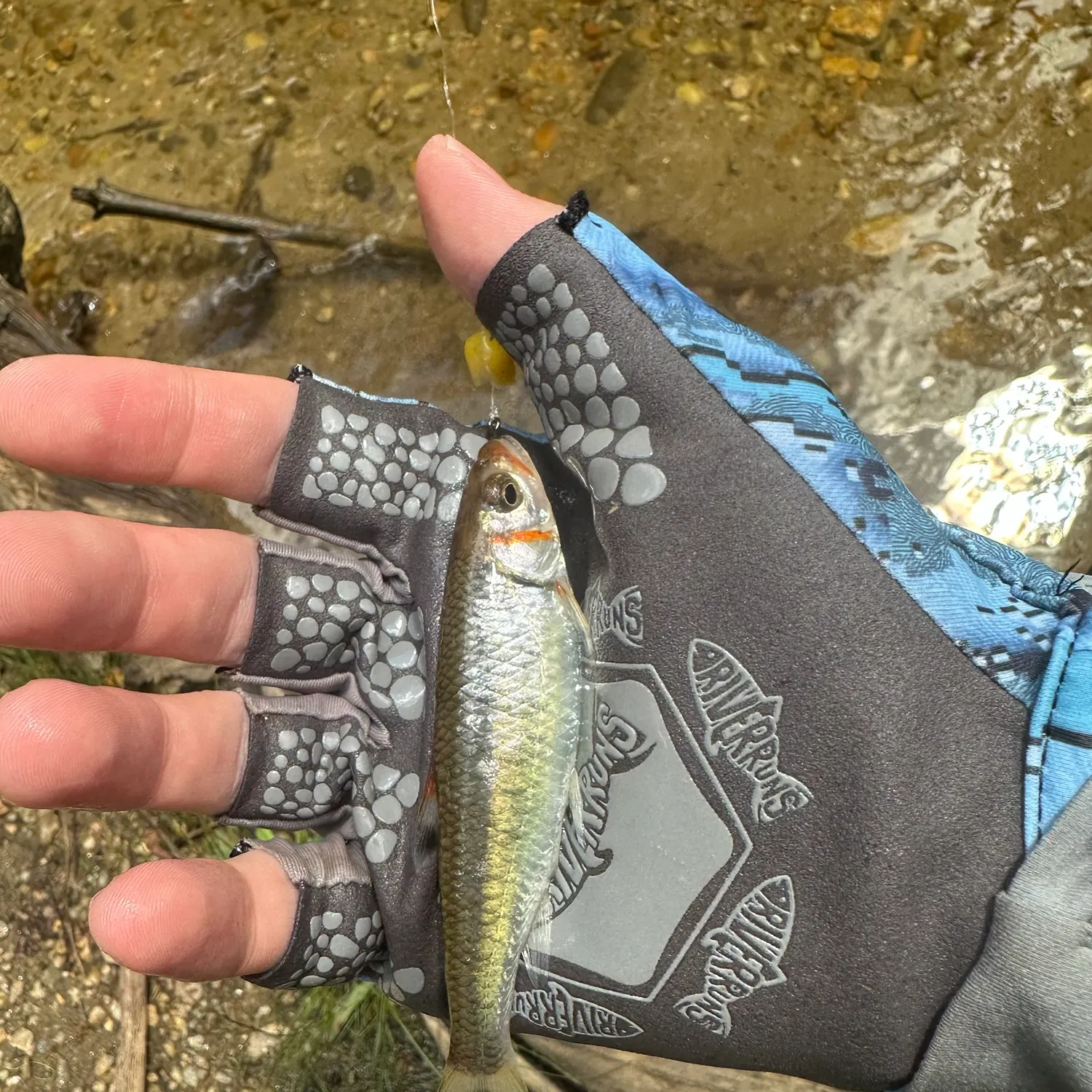 The most recent Warpaint shiner catches on Fishbrain
