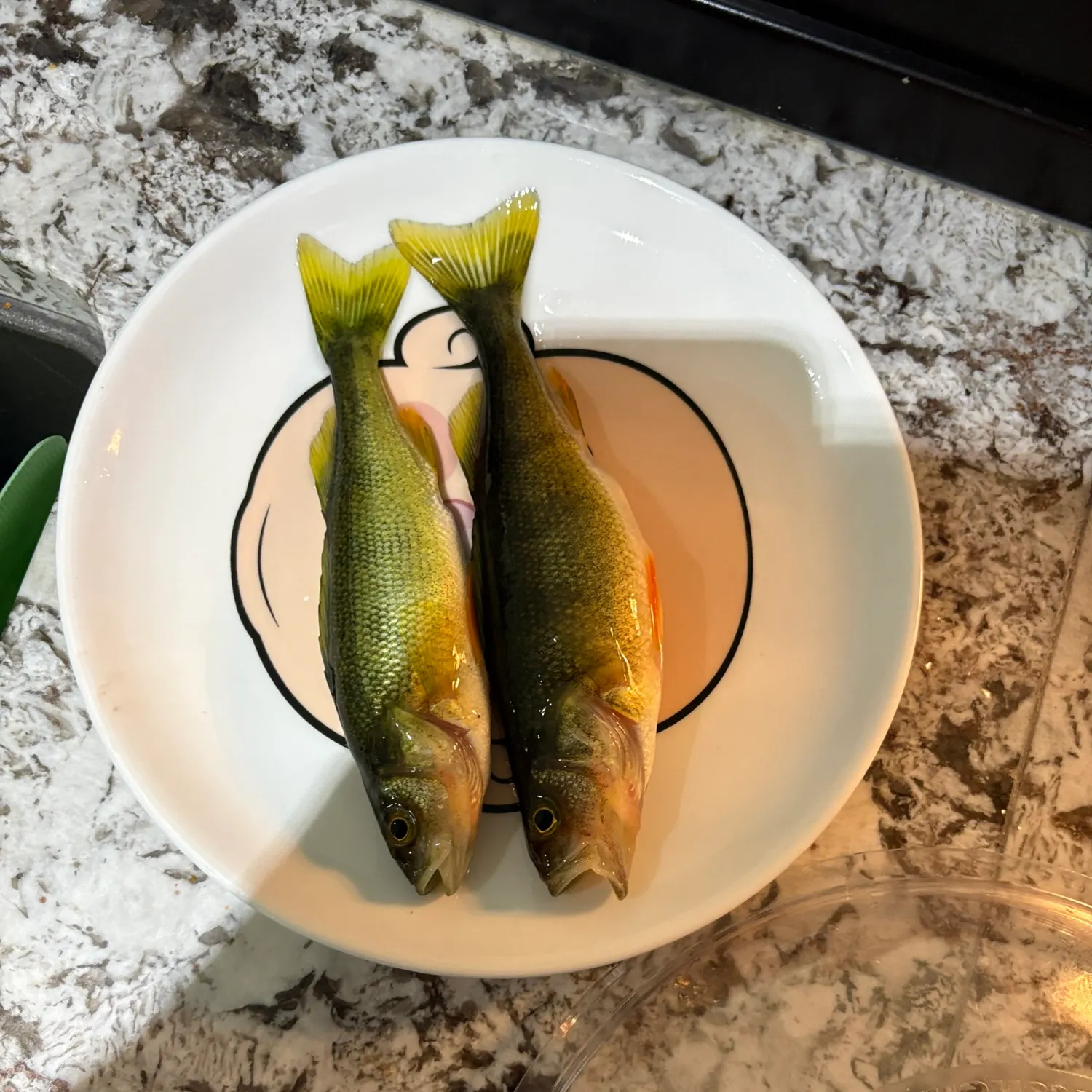 Yellow perch caught on Fishbrain