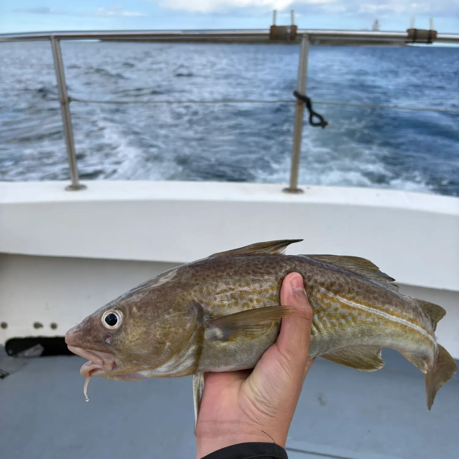 most liked catch image