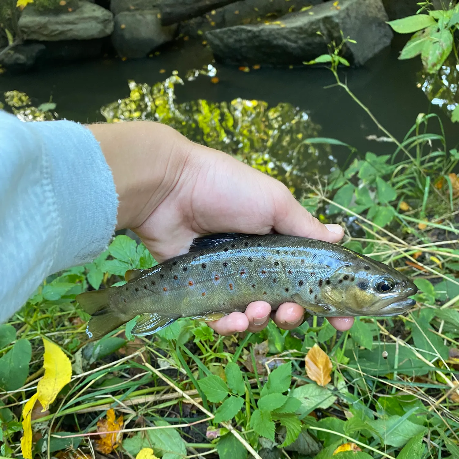 Brown trout caught on Fishbrain