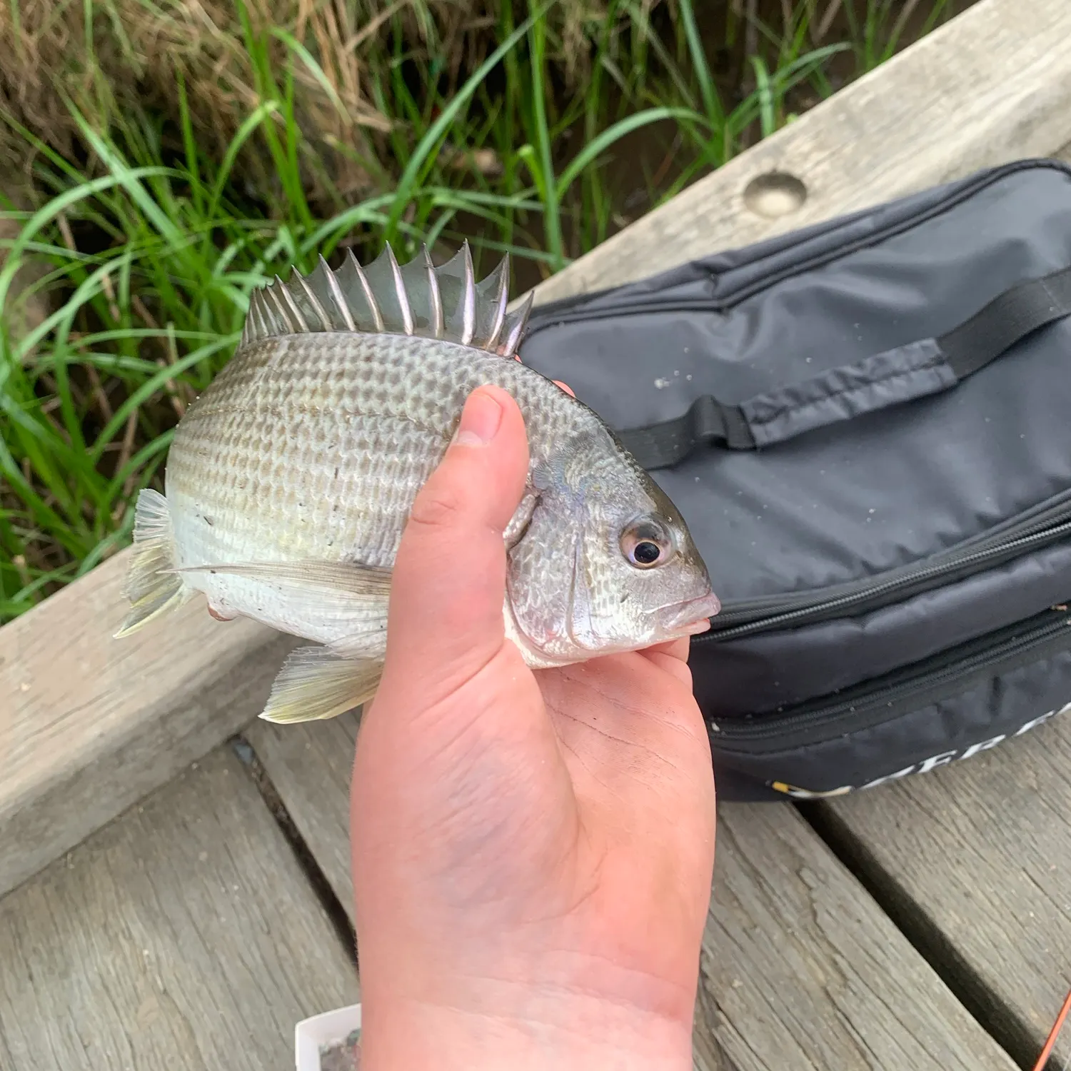 Southern black bream caught on Fishbrain