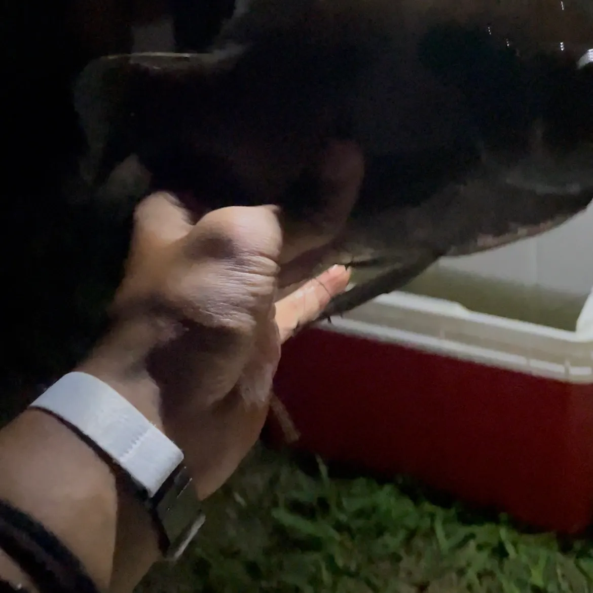 catch