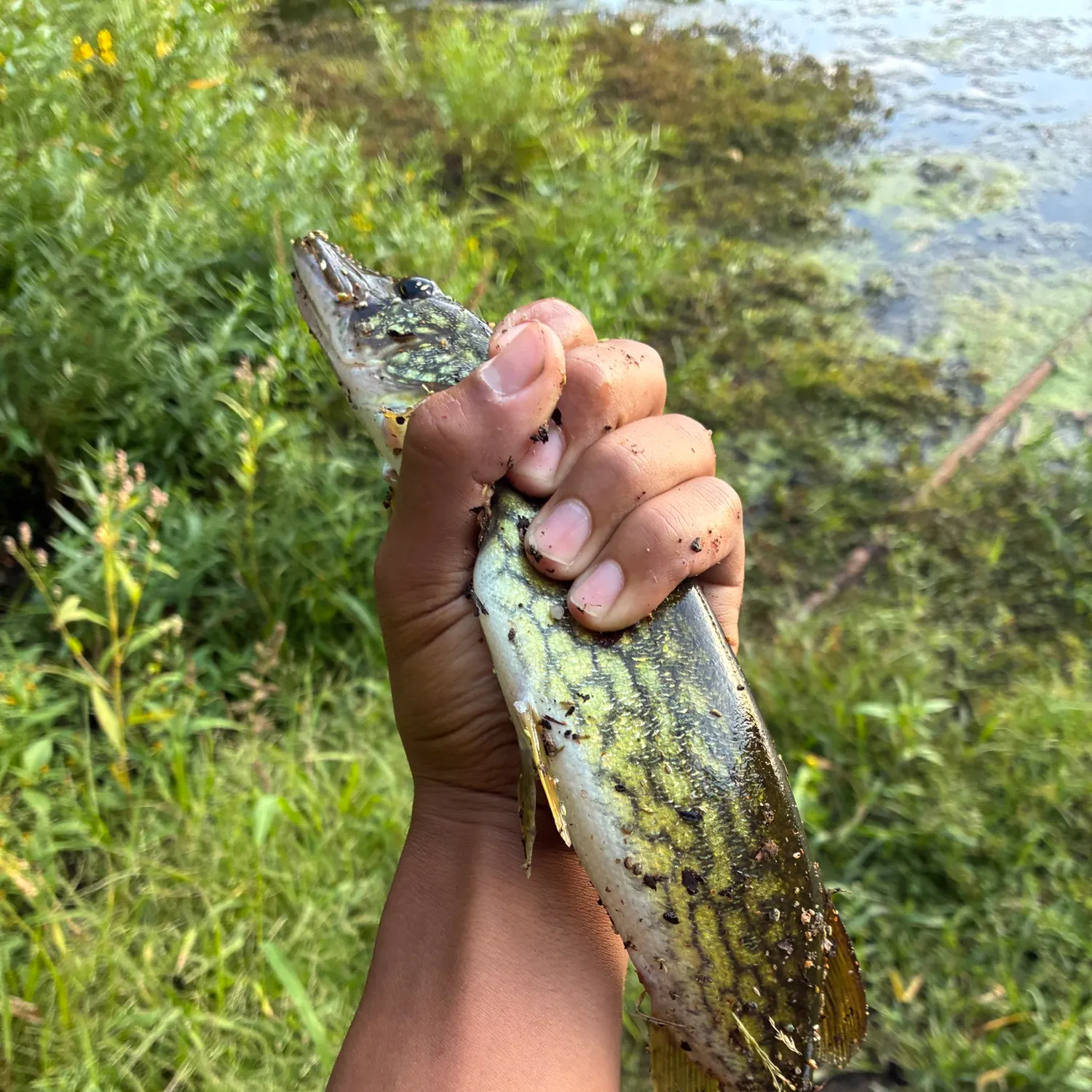Chain pickerel caught on Fishbrain