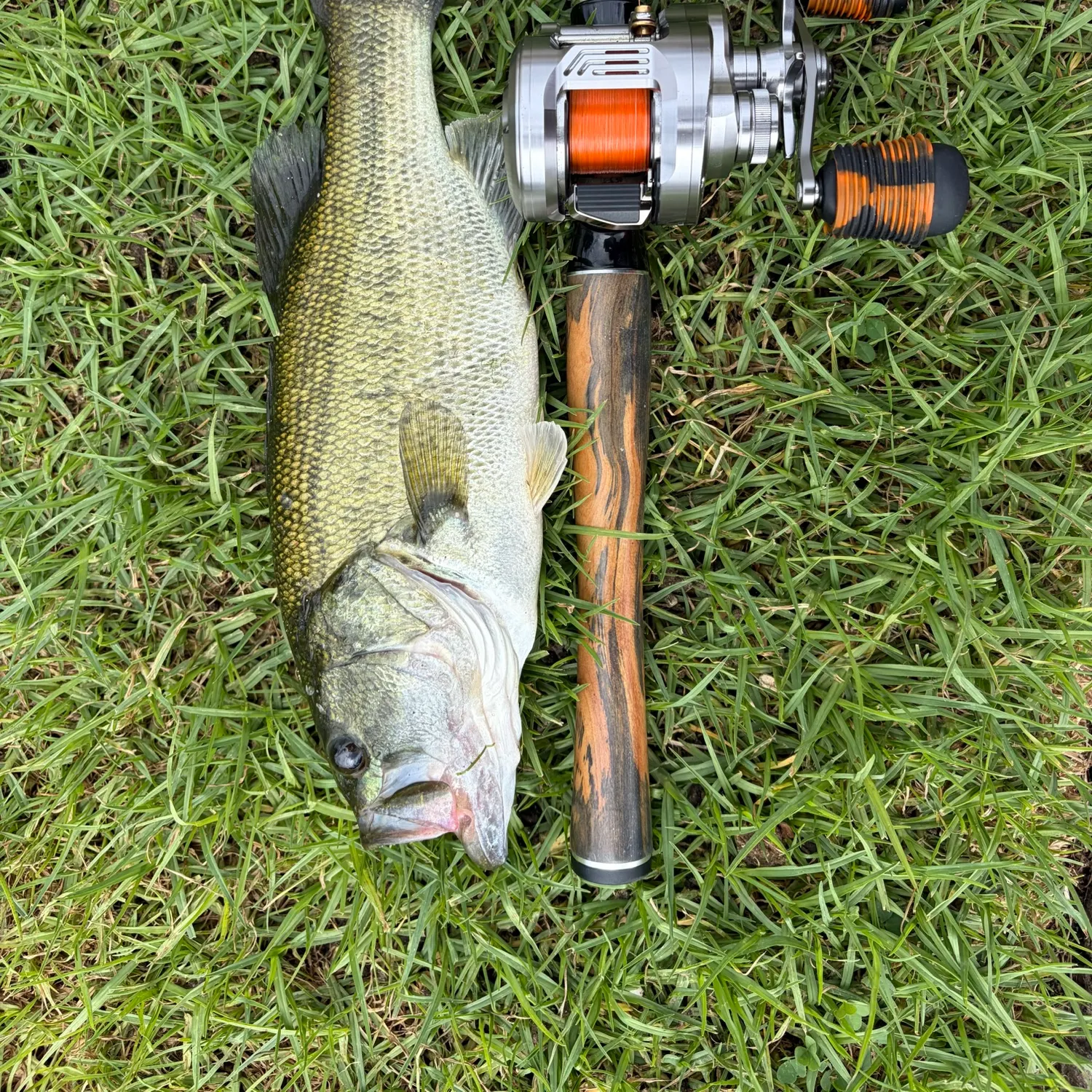 Largemouth bass caught on Fishbrain