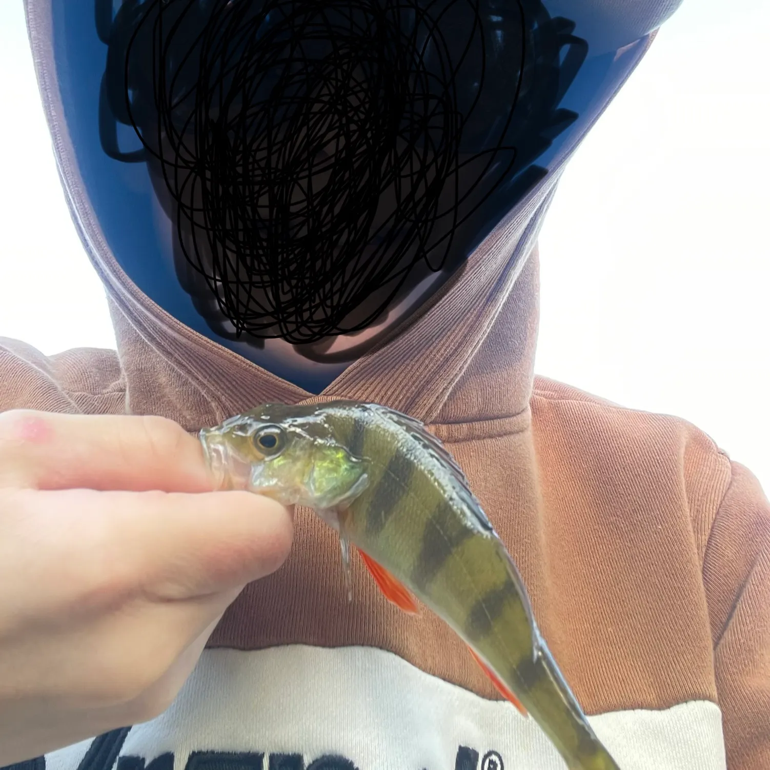 The most recent European perch catches on Fishbrain