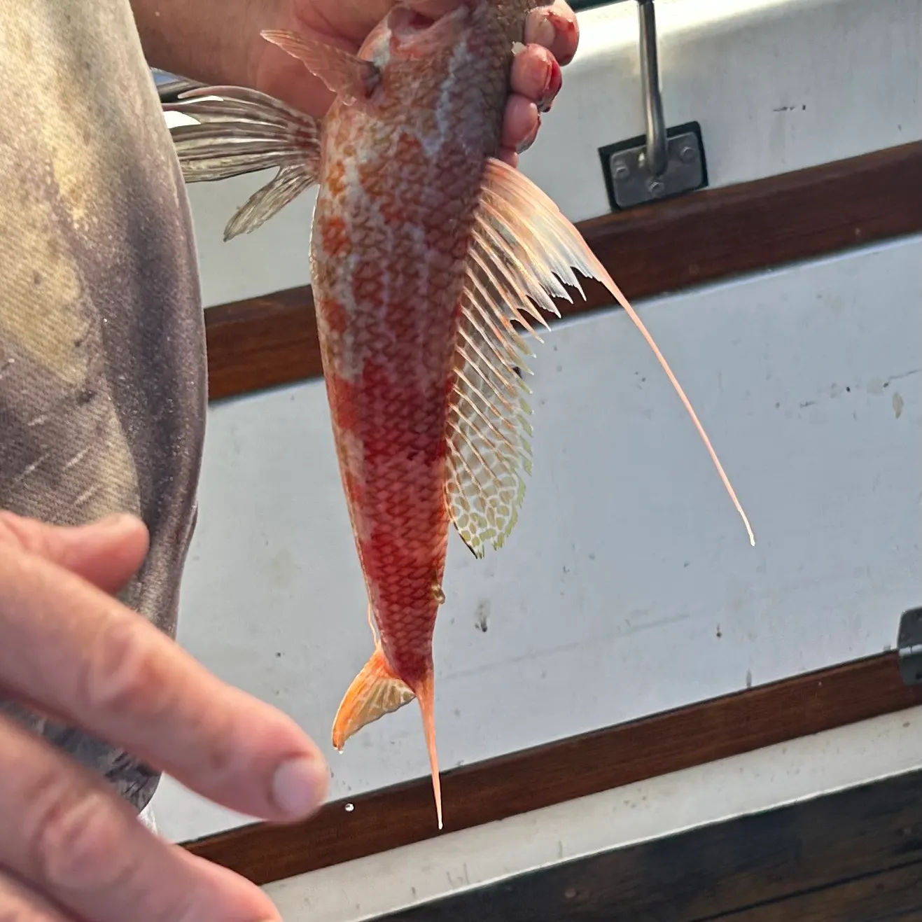 The most recent Sergeant Baker catches on Fishbrain