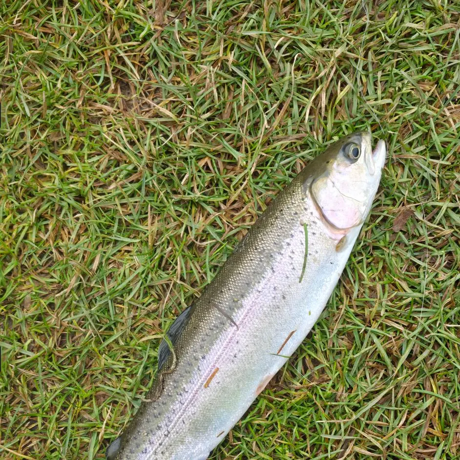 Rainbow trout caught on Fishbrain