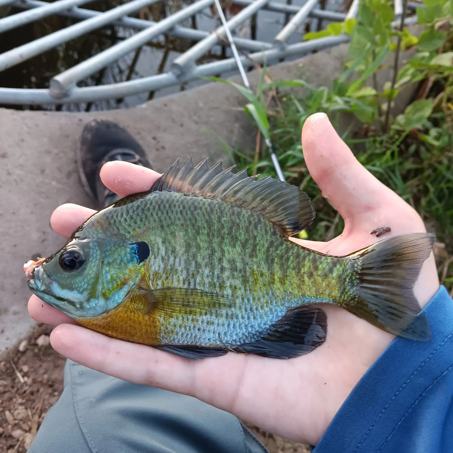 Bluegill caught on Fishbrain