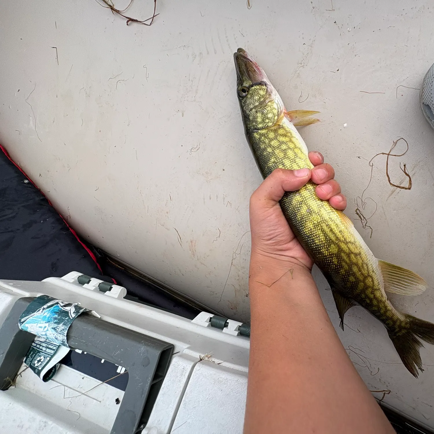 Chain pickerel caught on Fishbrain