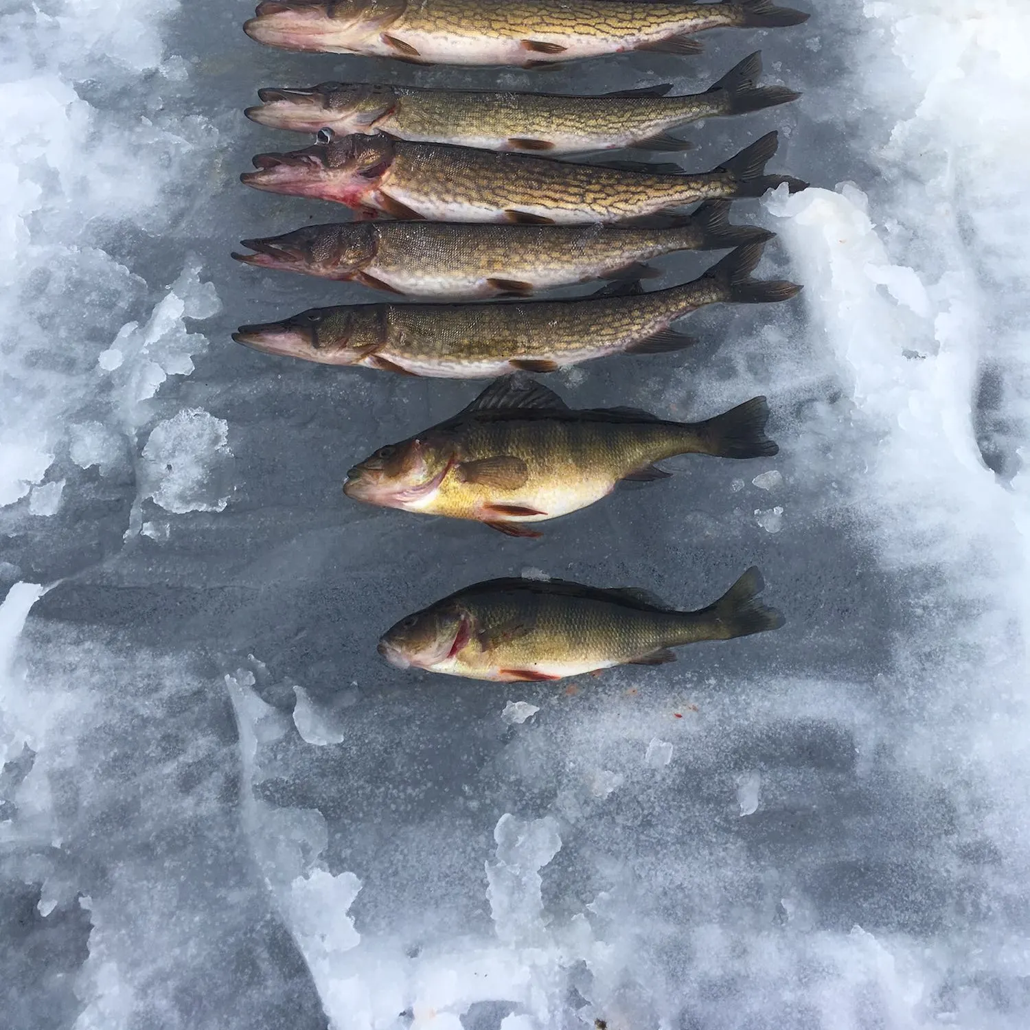 recently logged catches