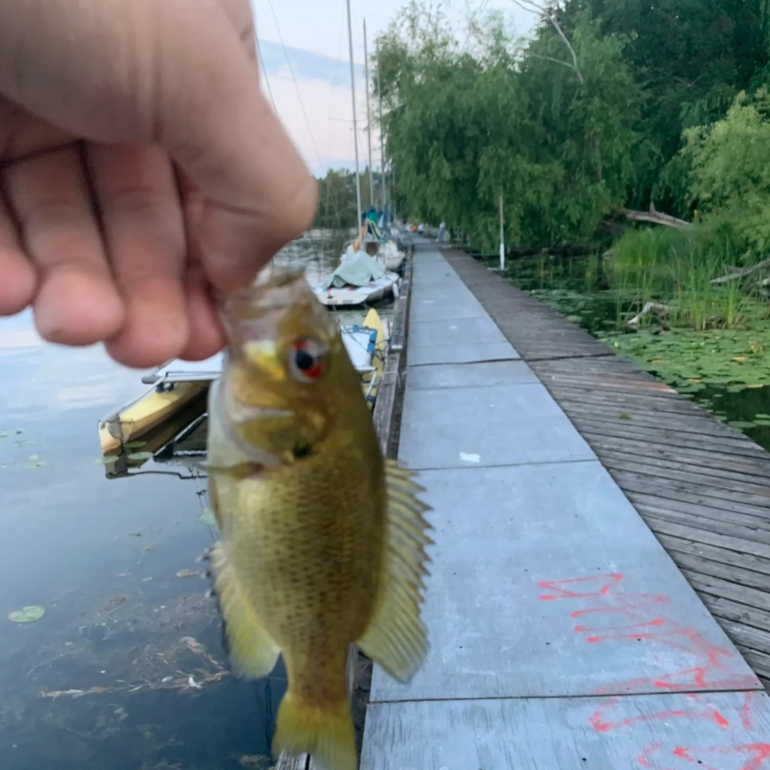 recently logged catches