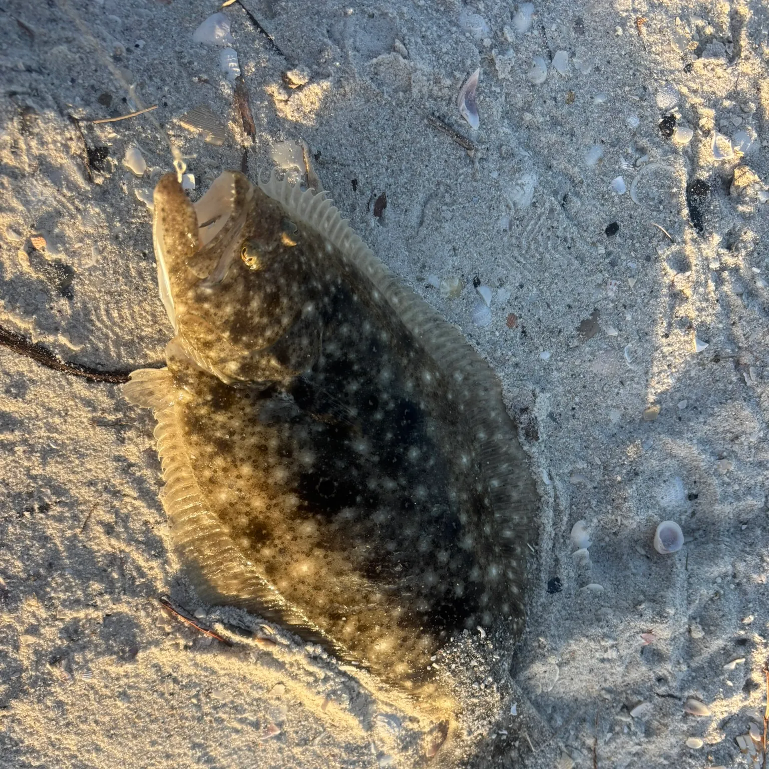 The most recent Southern flounder catches on Fishbrain