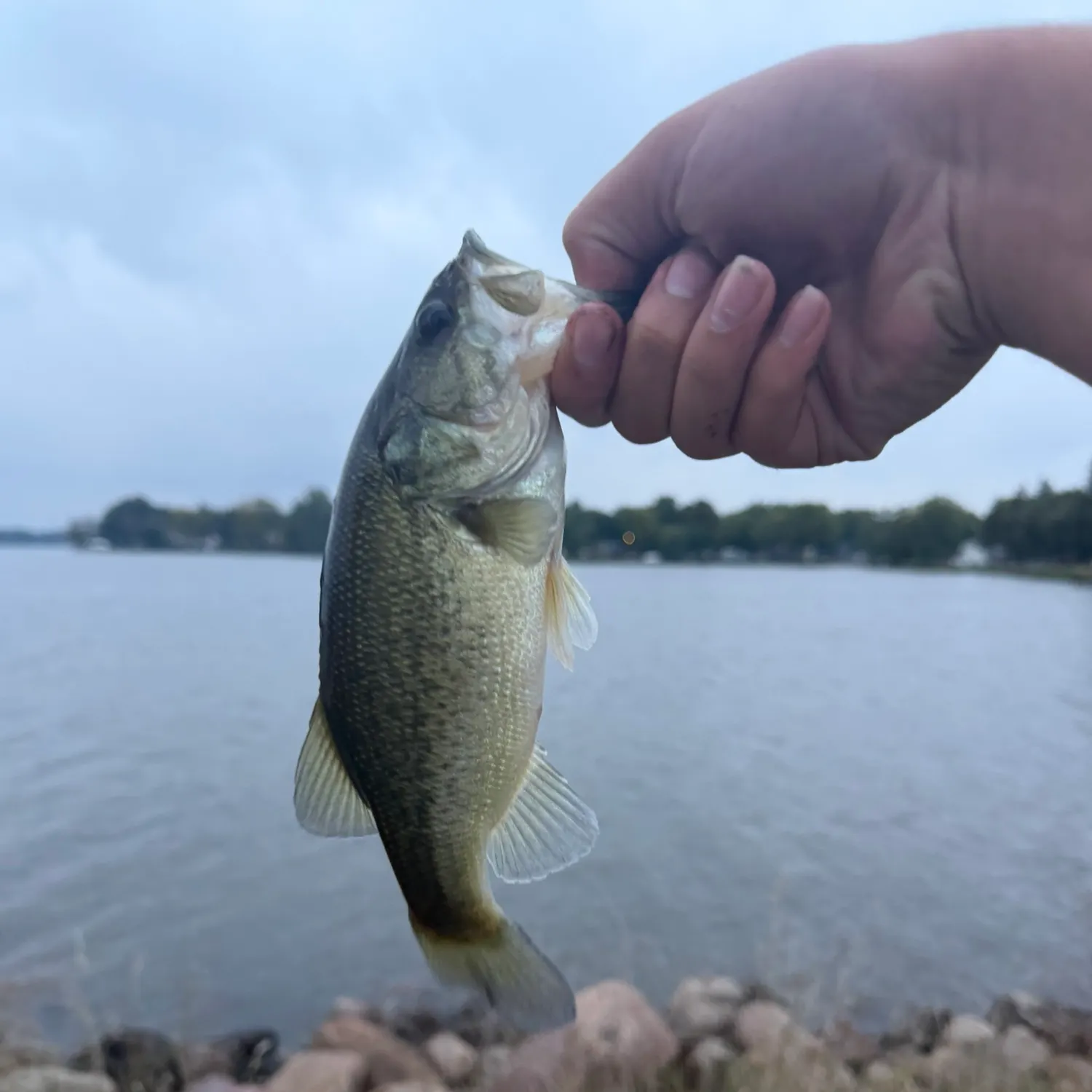 Spotted bass caught on Fishbrain