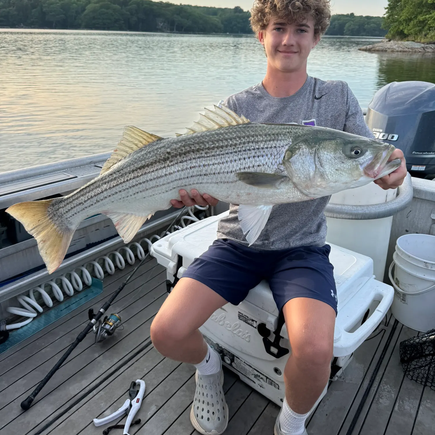 Striped bass caught on Fishbrain