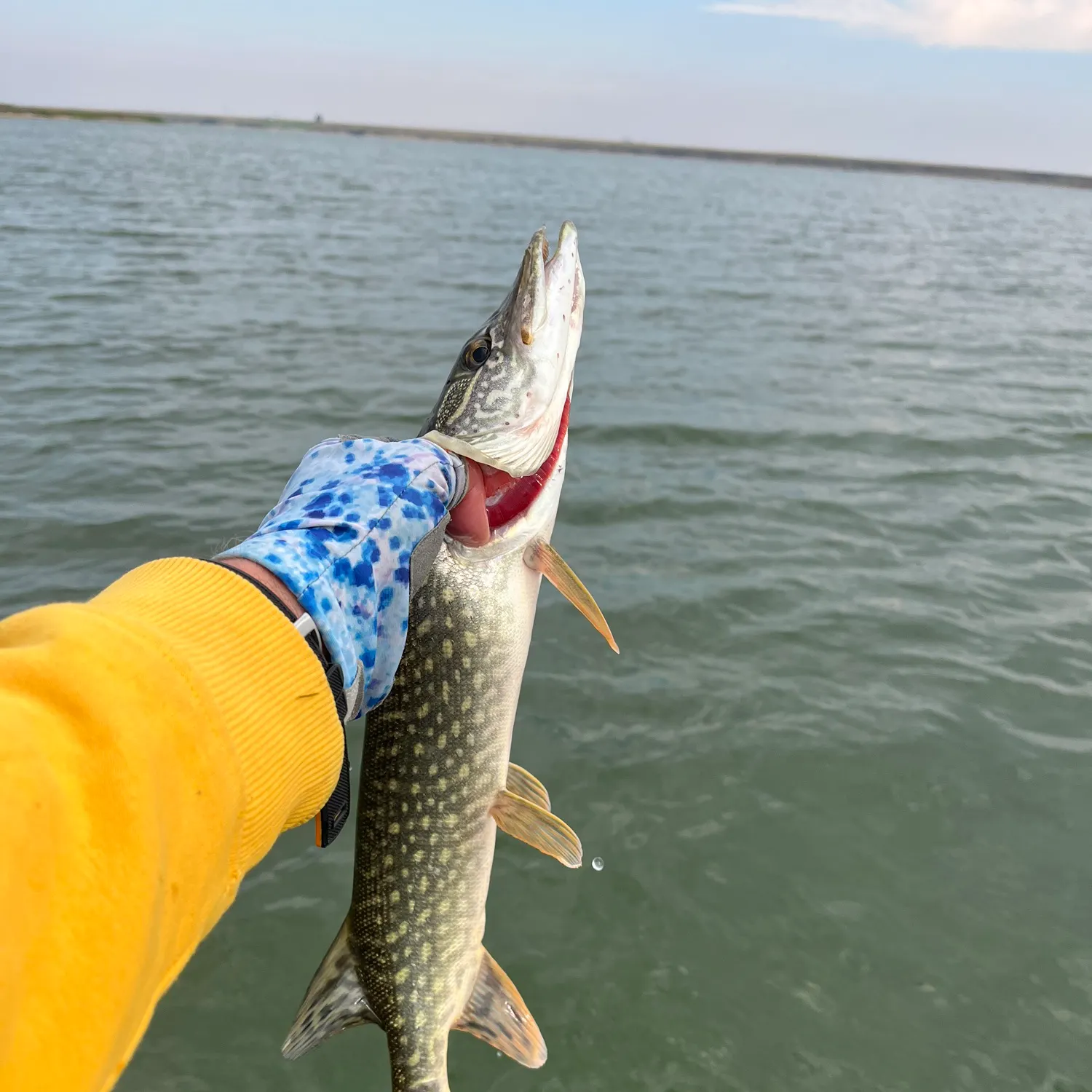 Northern pike caught on Fishbrain