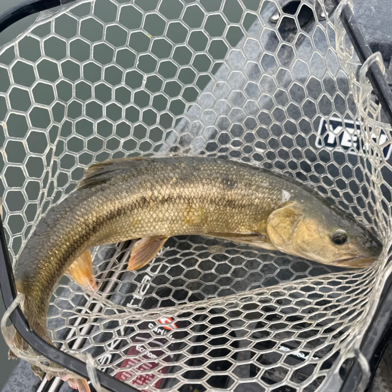 Sacramento pikeminnow caught on Fishbrain