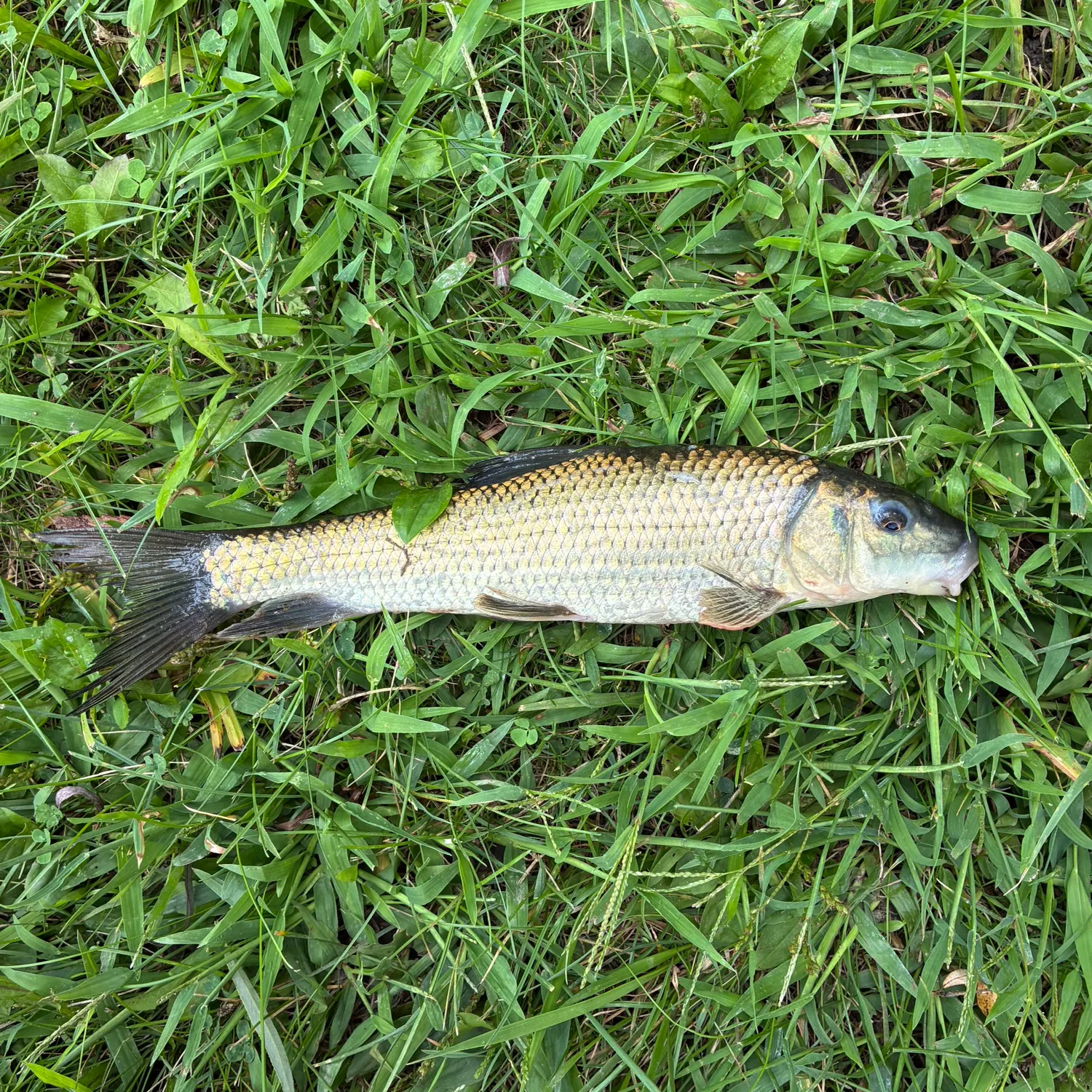 Golden redhorse caught on Fishbrain