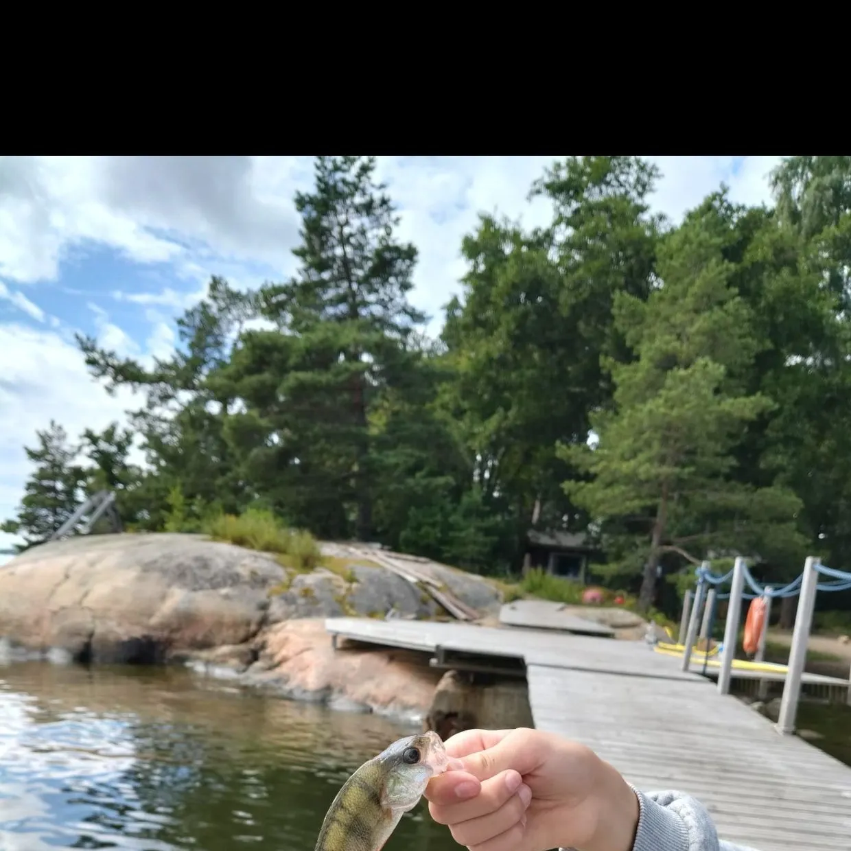European perch caught on Fishbrain