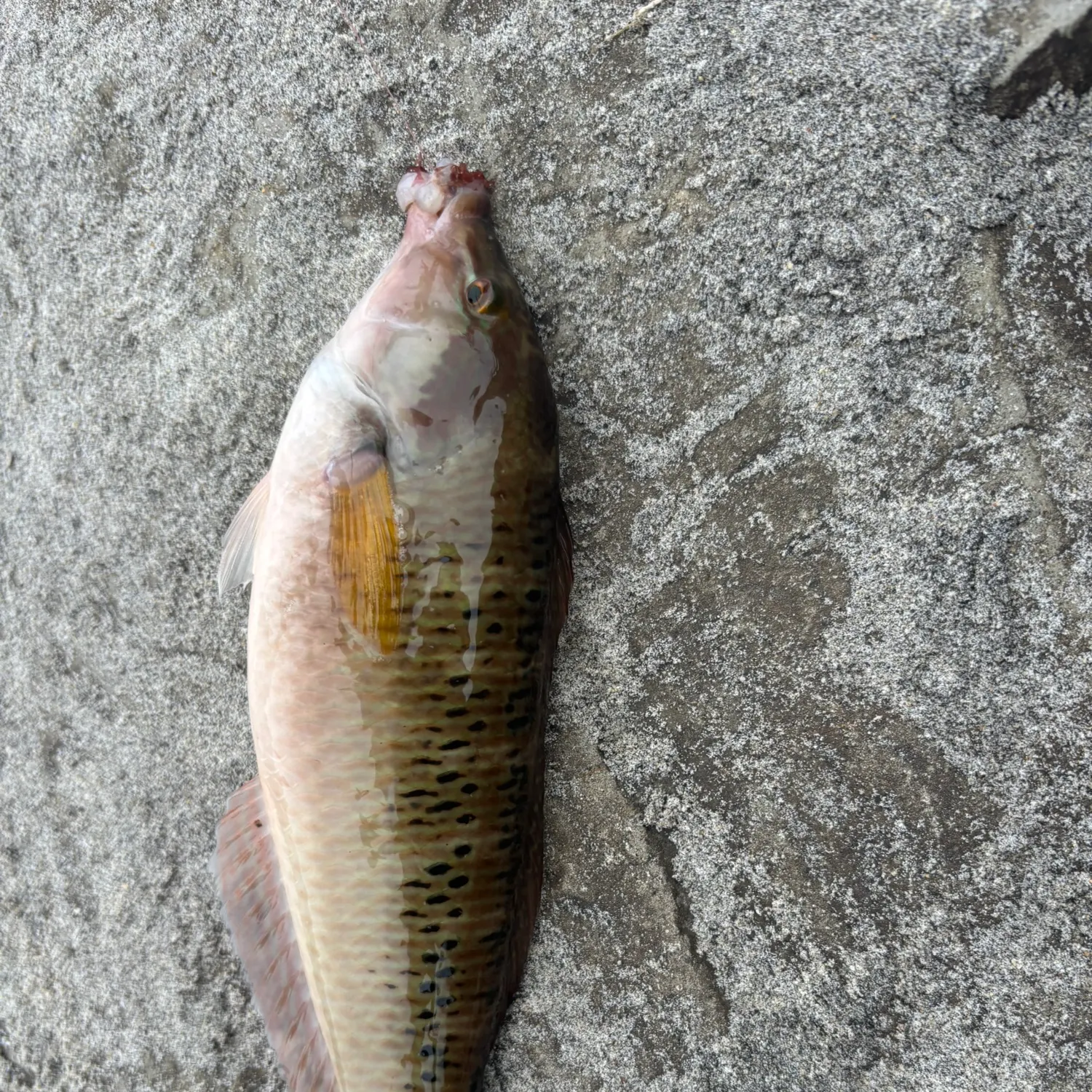 The most recent Rock wrasse catches on Fishbrain
