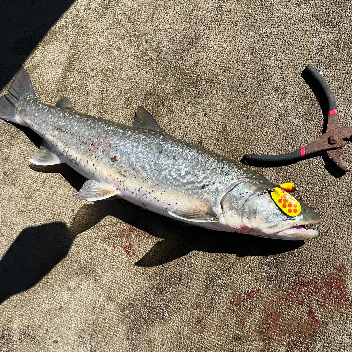 The most recent Dolly varden catches on Fishbrain
