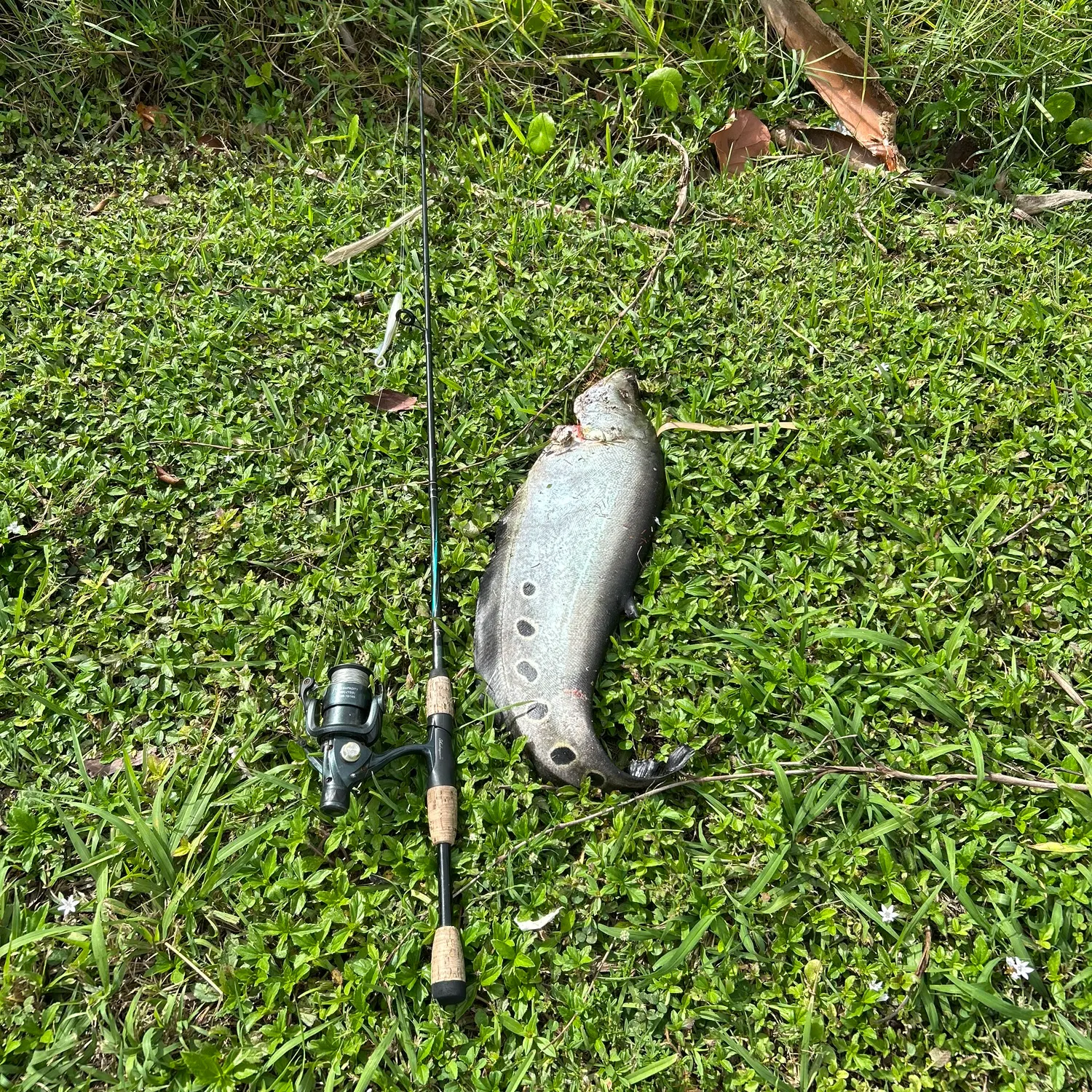 The most recent Clown knifefish catches on Fishbrain