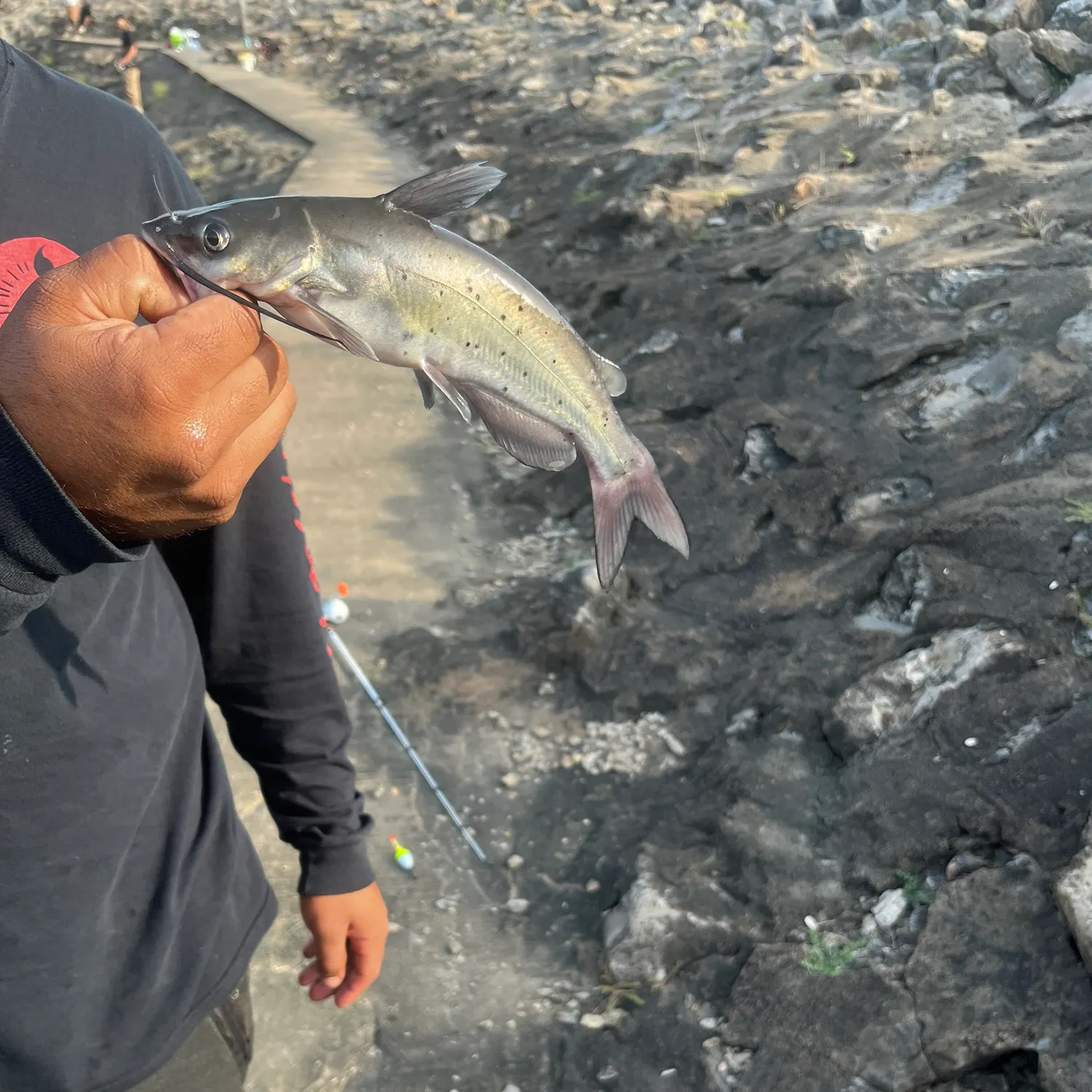 Channel catfish caught on Fishbrain
