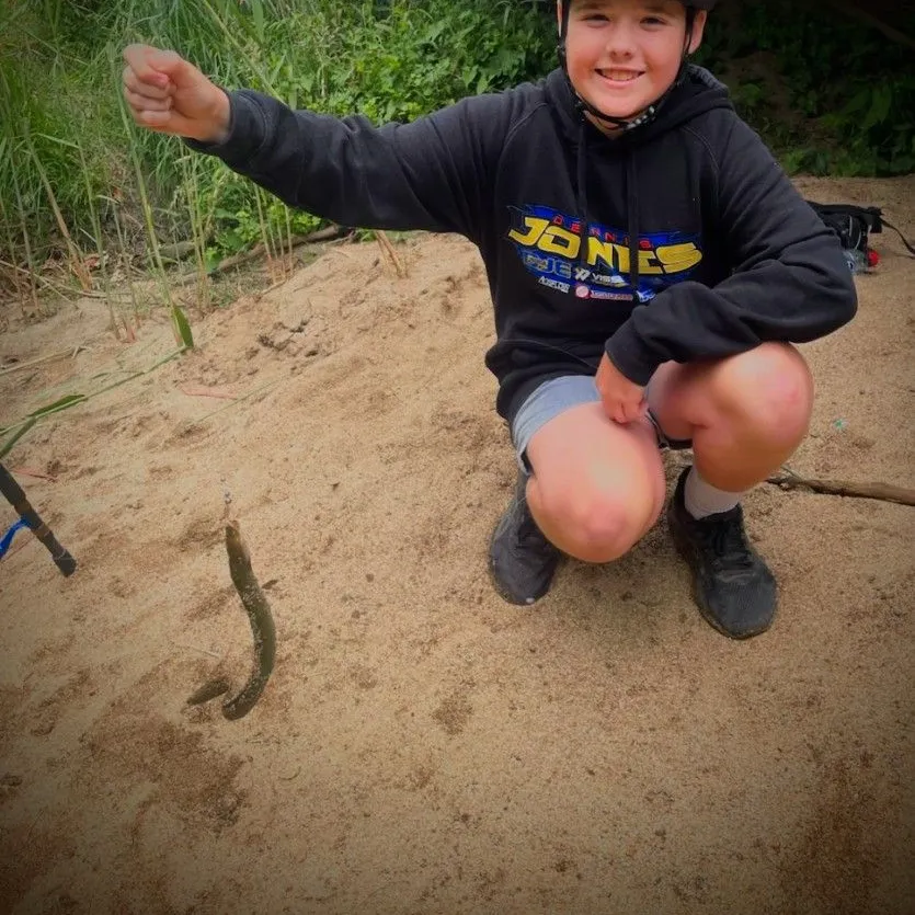 The most recent Shortfin eel catches on Fishbrain