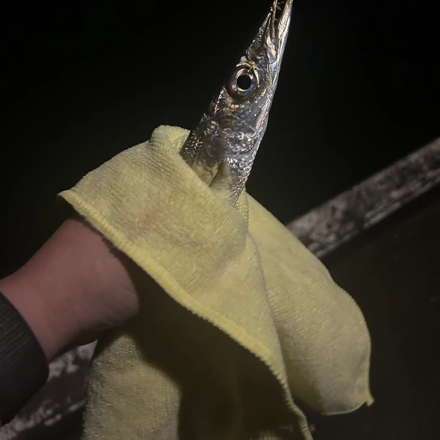 The most recent Longfin pike catches on Fishbrain