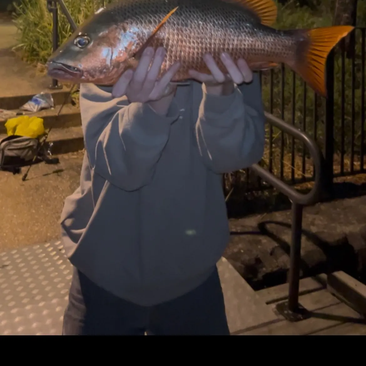Mangrove red snapper caught on Fishbrain