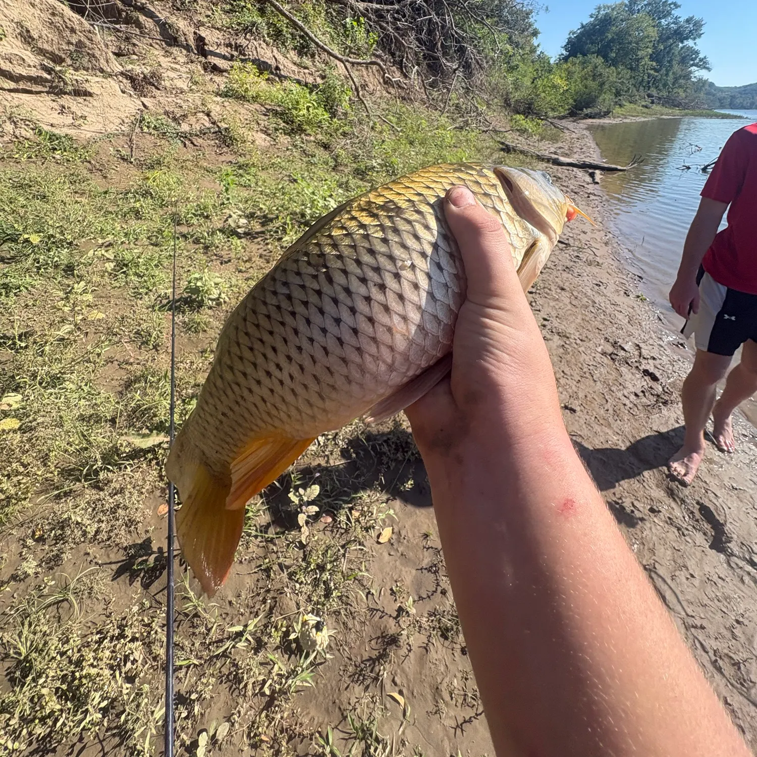 Common carp caught on Fishbrain